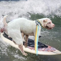 digging into trip X better than surf