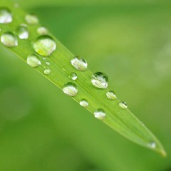 Dew On A Blade Of Grass