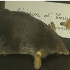 1. Se creuser la tête / La taupe