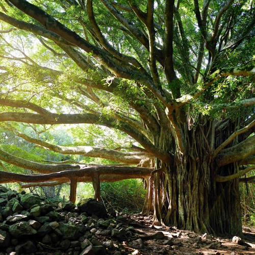 That Fig Tree V.1