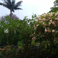 26.06.2022 - DOMINGO - Obediência e Resignação (Paulo e José Boa Esperança)