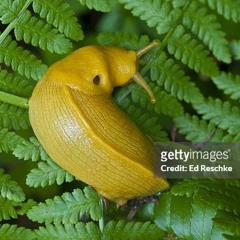 slug loop