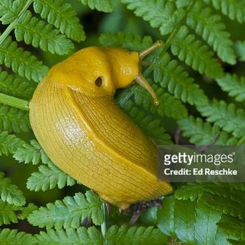 slug loop