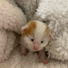 Pigeon - Stone Gossard