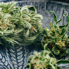 Frankreich liberalisiert medizinisches Cannabis