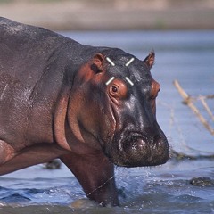 MIX1 - THE CRACK JAR