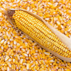 Кукуруза