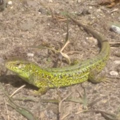 Nirvana vs Dead Can Dance - About a Girl (ди джей Дима Цыкунов dark dead mix)