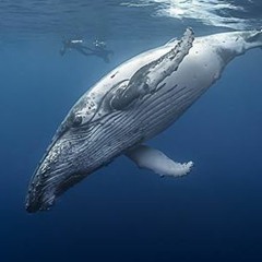 Synth Pad experimentation w/hook