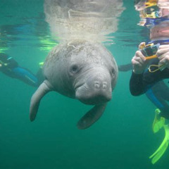 Best Snorkeling In Crystal River Fl Prices Reviews