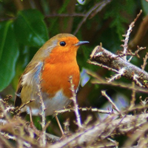 Robin in the Old Pine Tree