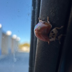 Sandlot — prod. (mahxltxl)