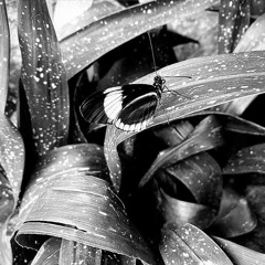 Where She Went (Stripped Version)