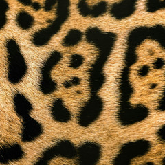 Baddest In The World