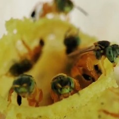 Tetragonisca
