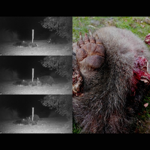 2023.09.12 Tasmanian Devil (Purinina) Excerpt. Early Spring.