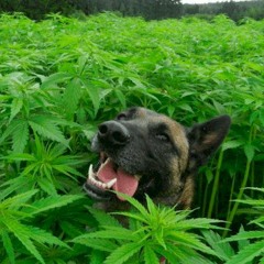 VAI F#DER COMIGO CHAPADIN DE MACONHA - Mc Kitinho E Tataa Cordeiro ( DJ ALEX BNH )