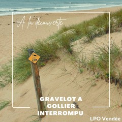 Gravelot à collier interrompu au Veillon avec Luc