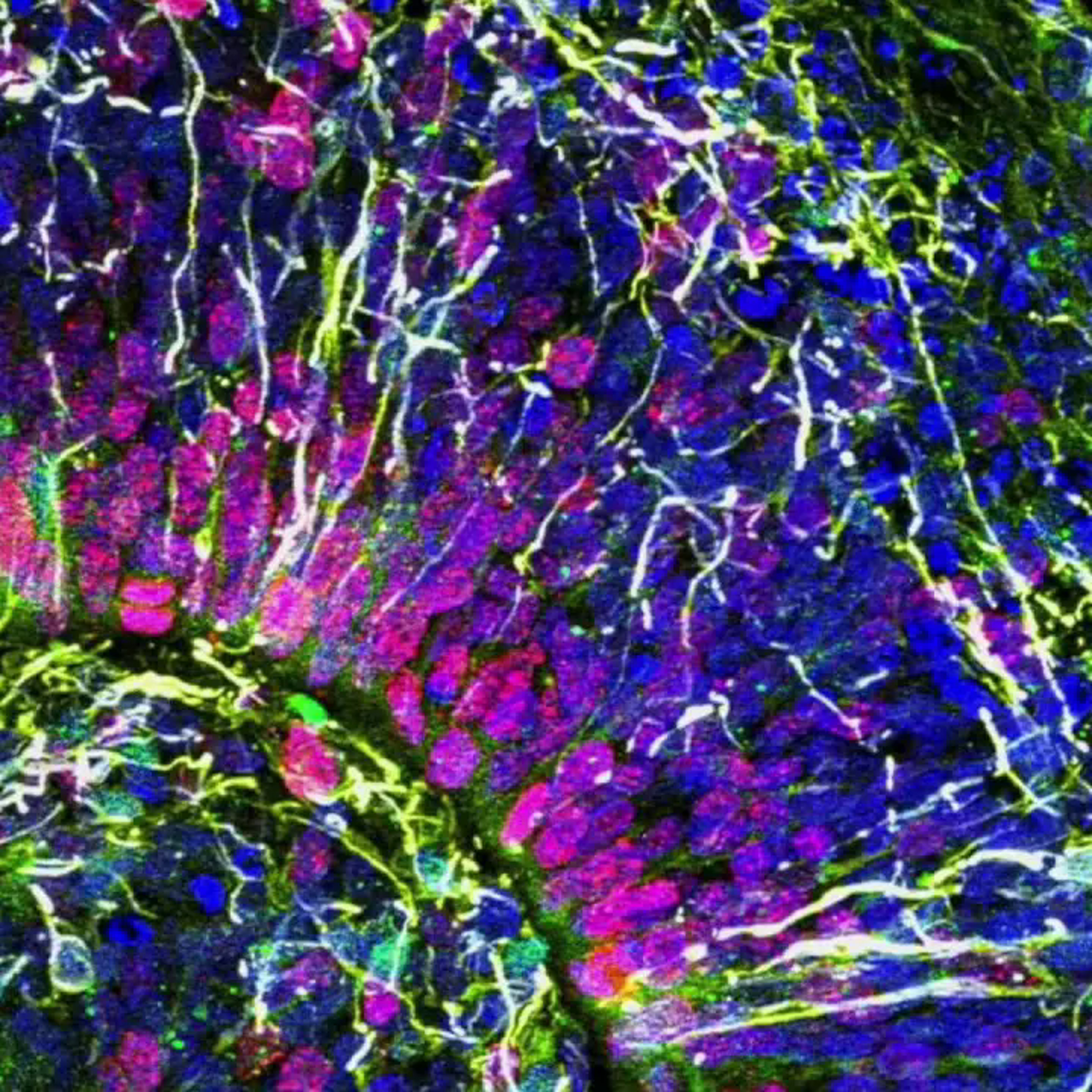 Des scientifiques annoncent un nouveau domaine d’intelligence organoïde