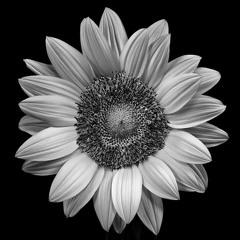 Sunflower (Orginal Mix)