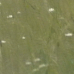 Lemon Balm