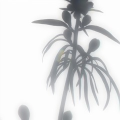 Aya Garden ***