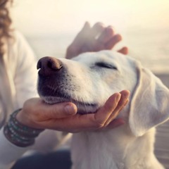 Étude: Posséder un chien permettrait de vivre plus longtemps