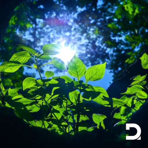 Dynamic Illusion - Komorebi (木漏れ日) | PREVIEW