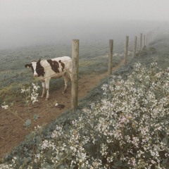 free range beats, no preservatives