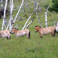Review Special Price 2 Day Hustai National Park Tour Including Overnight At Ger Camp