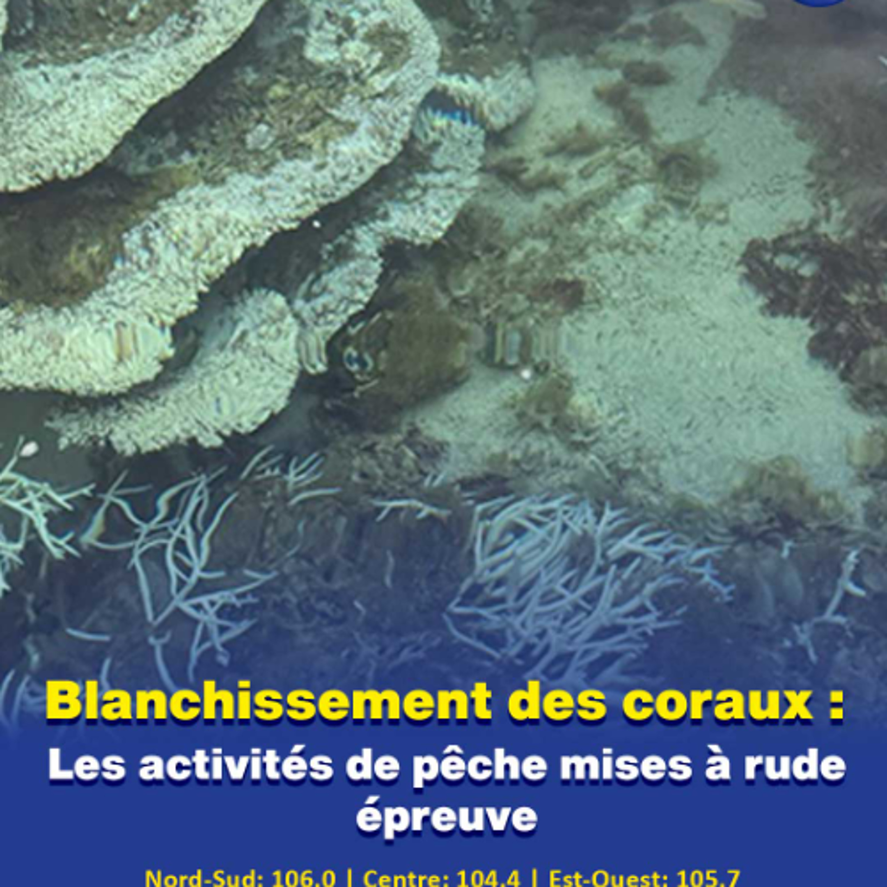 Blanchissement des coraux : Les activités de pêche mises à rude épreuve