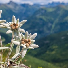 Edelweiss