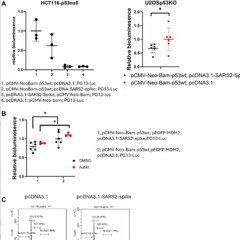 Transfected SARS-CoV-2 Spike DNA Suppresses Cancer Cell Response to Chemotherapy