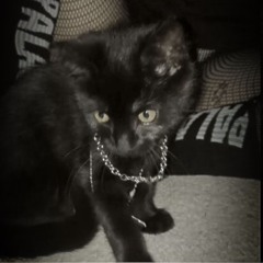 BLACK CATS (Prod. HARZIA)