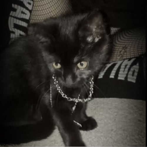 BLACK CATS (Prod. HARZIA)