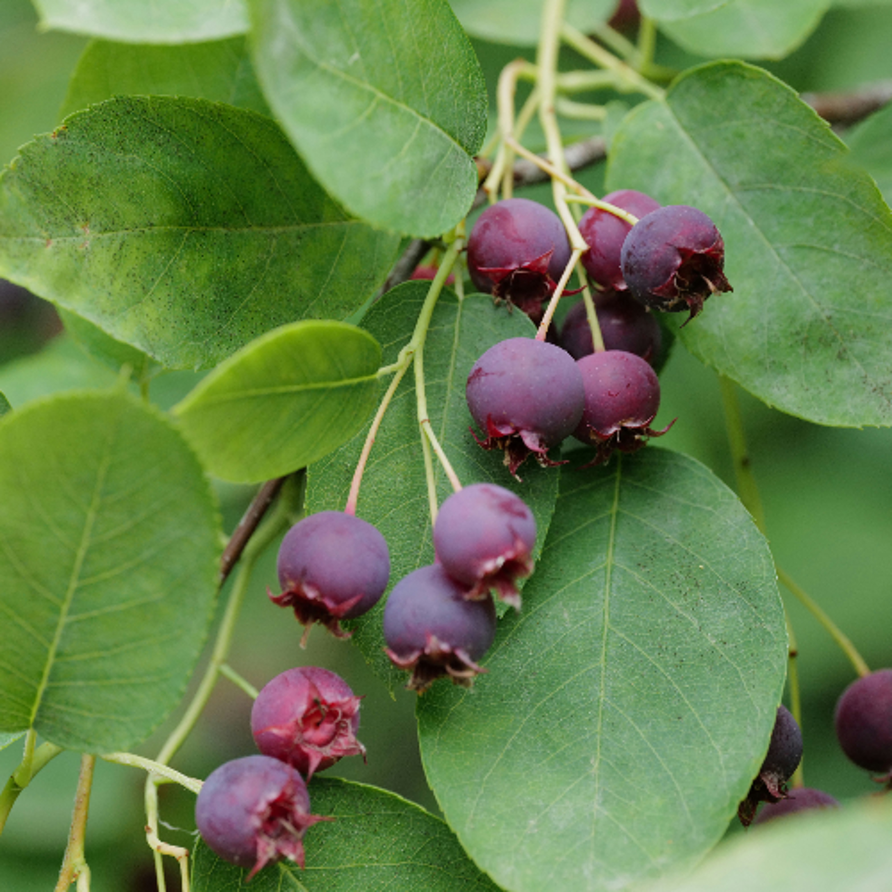 Trump's Anti-Green Rollback Team, Biden Climate Money in Jeopardy, Robin Wall Kimmerer on The Serviceberry, and more. episode artwork