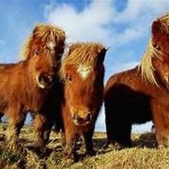 Raving Horse # 10 "Live im Ponystall" 2024-3