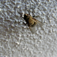 FLY ON THE WALL (beat)