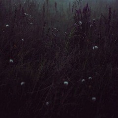 flower fields / screams in the dark