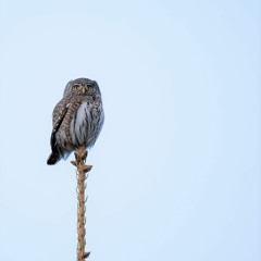 Pygmy Owl