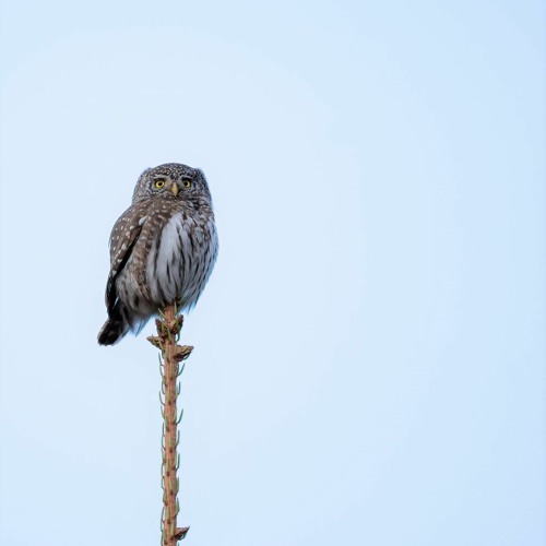 Pygmy Owl