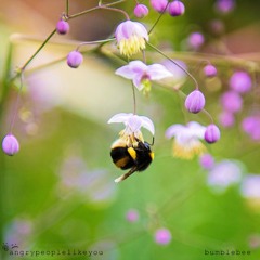 Bumblebee