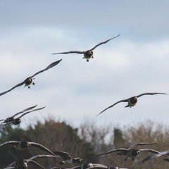 Barnacle Geese Approach