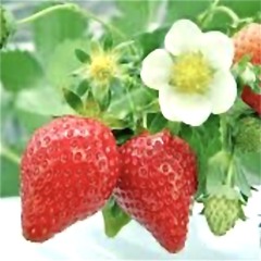 Strawberry Flower