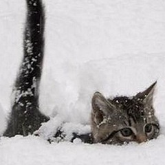 Meowington - Returning Home to You (please hold me)