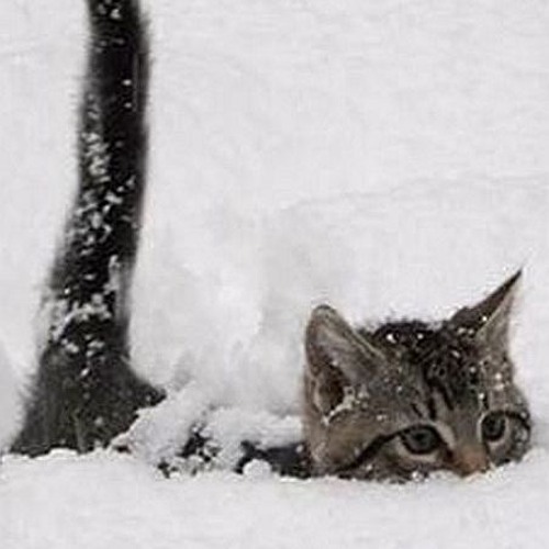 Meowington - Returning Home to You (please hold me)