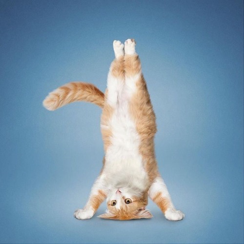 dam dam didi didi-slowed version.