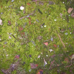 Moss