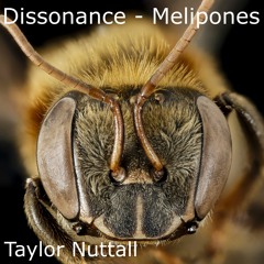 Dissonance - Melipones
