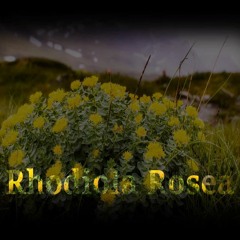 - RHODIOLA ROSEA - Binaural Nootropics (Reduced Stress & Anxiety, Improved Adaptation Abilities)